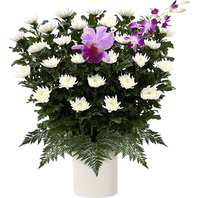 菊