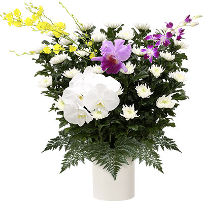 菊