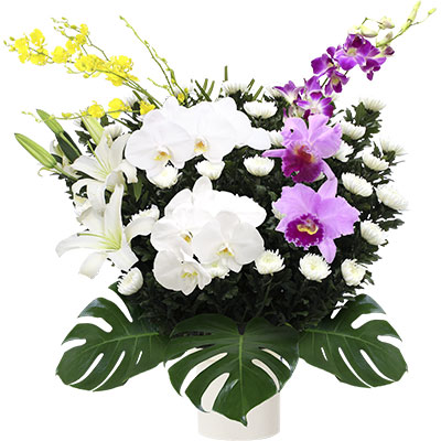 菊